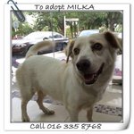 Milka - Mixed Breed Dog