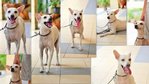 Putih - Mixed Breed Dog