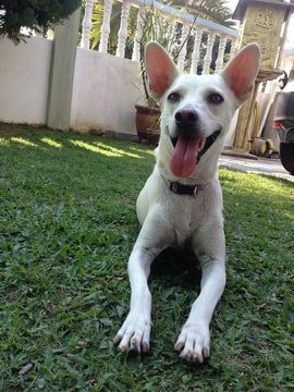 Putih - Mixed Breed Dog