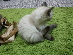 Anak Anak Lala - American Curl + Burmese Cat