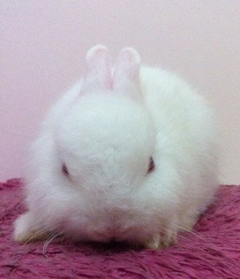 Netherland Dwarf - Rew - Netherland Dwarf Rabbit