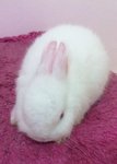 Netherland Dwarf - Rew - Netherland Dwarf Rabbit