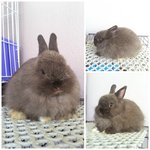 Netherland Dwarf - Siamese Sable001 - Netherland Dwarf Rabbit