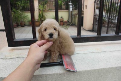 Latte Color Male Toy Poodle Puppy - Poodle Dog