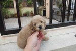 Latte Color Male Toy Poodle Puppy - Poodle Dog