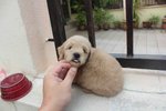 Latte Color Male Toy Poodle Puppy - Poodle Dog