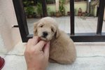 Latte Color Male Toy Poodle Puppy - Poodle Dog