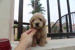 Latte Color Male Toy Poodle Puppy - Poodle Dog