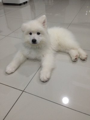 Pure Breed White Samoyed Imported - Samoyed Dog