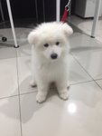 Pure Breed White Samoyed Imported - Samoyed Dog