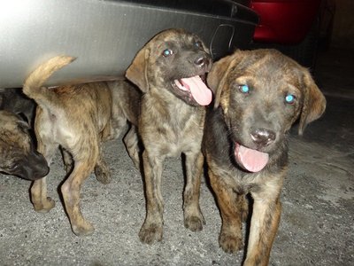 The Tiger Pups - Mixed Breed Dog