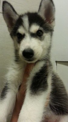 Husky 2 Female For Sale - Siberian Husky Dog