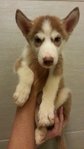 Husky 2 Female For Sale - Siberian Husky Dog