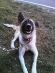 Sasha - Mixed Breed Dog