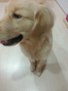 10 Months Old Pure Breed  Golden  - Golden Retriever Dog