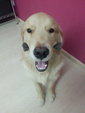 10 Months Old Pure Breed  Golden  - Golden Retriever Dog