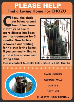 Chozu - Domestic Short Hair Cat