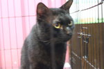 Chozu - Domestic Short Hair Cat