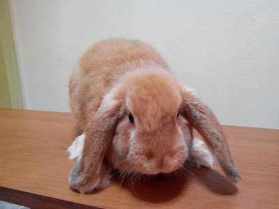 Pedigree Holland Lop - Holland Lop Rabbit