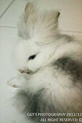 Darling - Lionhead Rabbit