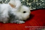 Darling - Lionhead Rabbit