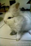 Darling - Lionhead Rabbit