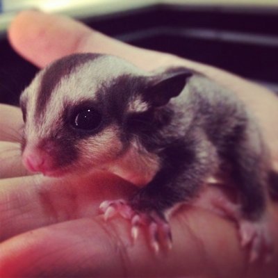 Boboyot  - Sugar Glider Small & Furry