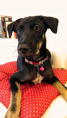 Mini The Petite - Miniature Pinscher Mix Dog