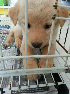 Oreo 1 - Mixed Breed Dog