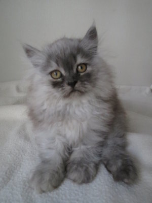 Bella - Persian Cat