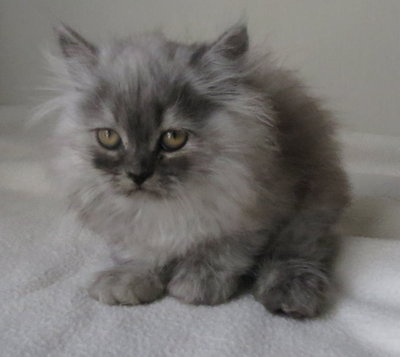 Renesmee - Persian Cat