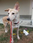 Pretty - Mixed Breed Dog