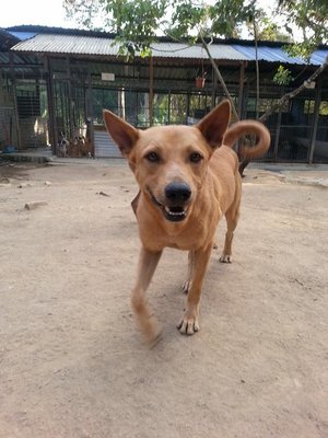 Prince - Mixed Breed Dog