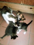 Homeless Cat With Five Cute Kittens - Domestic Medium Hair Cat