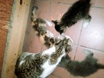 Homeless Cat With Five Cute Kittens - Domestic Medium Hair Cat