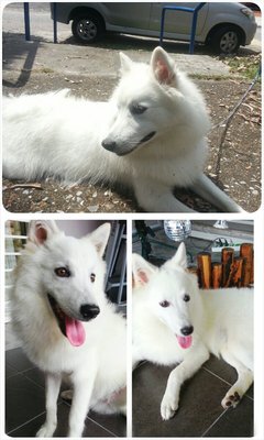 Poggie  - American Eskimo Dog Dog