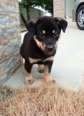 Tang Yuan - Rottweiler Mix Dog