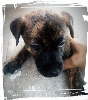 Tiger - Mixed Breed Dog