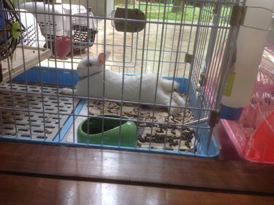 Snowflake &amp; Shawn - Netherland Dwarf + Mini Rex Rabbit