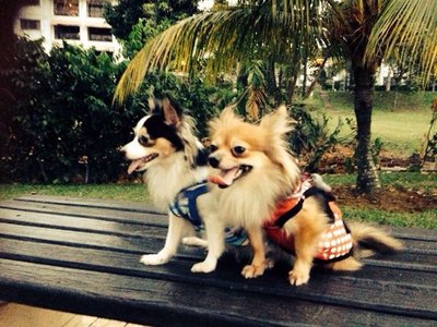 PF54671 - Pomeranian + Papillon Dog