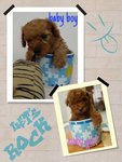 Tea Cup Poodle male & female