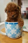 Tea Cup Poodle female