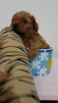 Tea Cup Poodle male