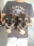 Miniature Schnauzer pair