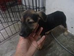 Market Babies - Mixed Breed Dog