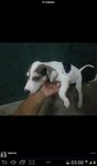 Market Babies - Mixed Breed Dog