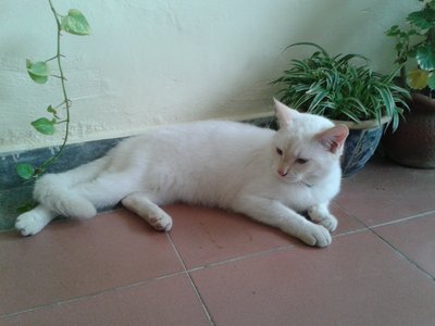 Prince - British Shorthair Cat