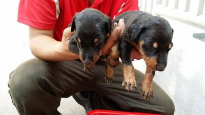 Doberman Puppy - Mixed Breed Dog