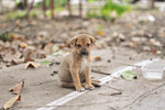 Pepero Poppy - Mixed Breed Dog