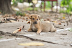 Pepero Poppy - Mixed Breed Dog